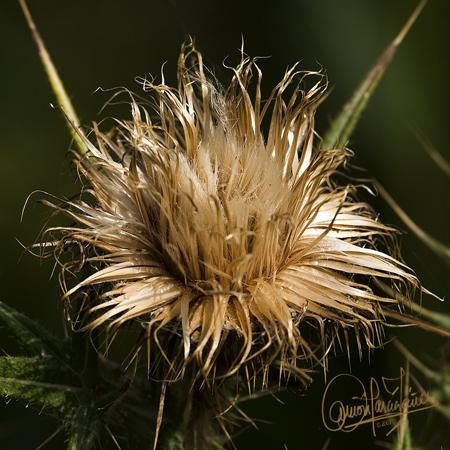 Fotos mas valoradas » Foto de Yez - Galería: Delicatessen - Fotografía: Estetica Punk