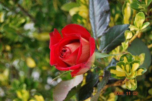 Fotografías menos votadas » Autor: xancarallan - Galería: 09 - Fotografía: rosa