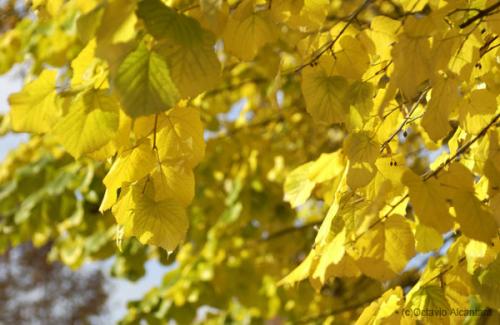 Fotograf&iacute;as mas votadas &raquo; Autor: avesnatureza - Galer&iacute;a: ambientes e momentos - Fotograf&iacute;a: parque2