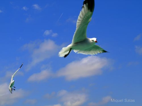 Fotos menos valoradas » Foto de Miquel Salas - Galería: Gaviota en accin - Fotografía: Vigilante