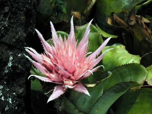 Fotos mas valoradas » Foto de Graphix - Galería: Madre naturaleza - Fotografía: Rara flor