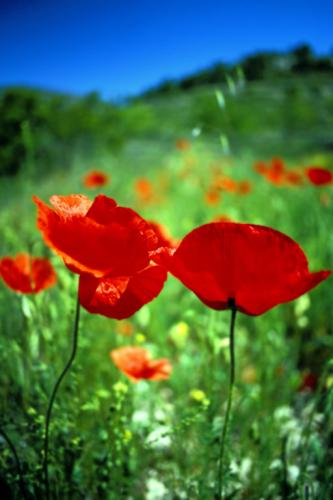 Fotografías mas votadas » Autor: JOSE JOAQUIN PEREZ SORIANO - Galería: Naturaleza y paisaje - Fotografía: Amapolas