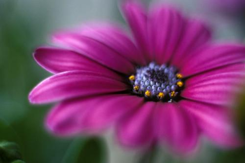 Fotos menos valoradas &raquo; Foto de JOSE JOAQUIN PEREZ SORIANO - Galer&iacute;a: Naturaleza y paisaje - Fotograf&iacute;a: Flor