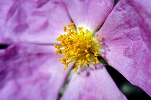 Fotos menos valoradas &raquo; Foto de JOSE JOAQUIN PEREZ SORIANO - Galer&iacute;a: Naturaleza y paisaje - Fotograf&iacute;a: Jara