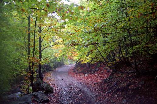 Fotos mas valoradas » Foto de JOSE JOAQUIN PEREZ SORIANO - Galería: Naturaleza y paisaje - Fotografía: Caminito verde