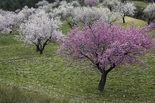 Fotos menos valoradas &raquo; Foto de JOSE JOAQUIN PEREZ SORIANO - Galer&iacute;a: Naturaleza y paisaje - Fotograf&iacute;a: Almendros en flor