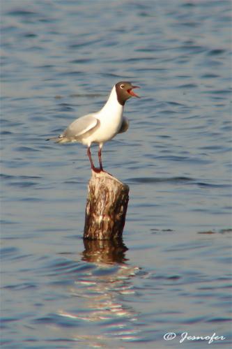 Fotos menos valoradas » Foto de Jesnofer - Galería: Individuos alados y sin alar, y sin ser individuos. - Fotografía: Risa a Risa