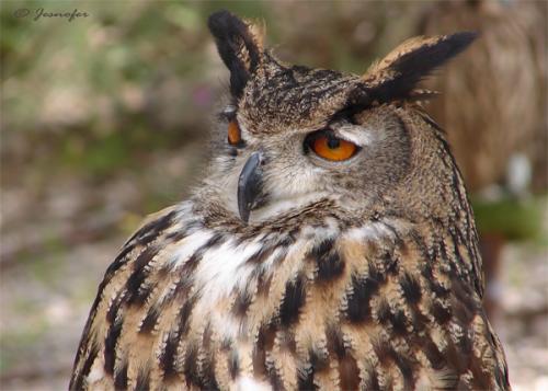 Fotos menos valoradas &raquo; Foto de Jesnofer - Galer&iacute;a: Individuos alados y sin alar, y sin ser individuos. - Fotograf&iacute;a: El Sargento