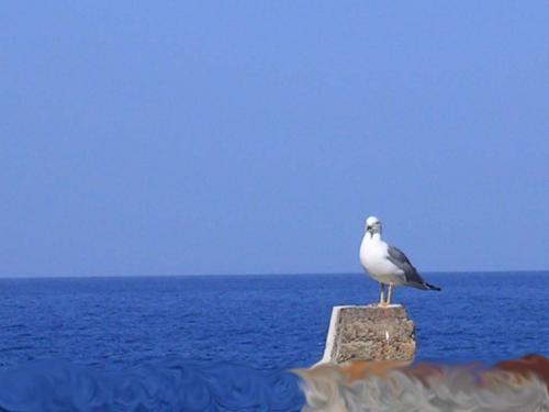 Fotograf&iacute;as mas votadas &raquo; Autor: noe - Galer&iacute;a: Vistas - Fotograf&iacute;a: La vig�a de d�a