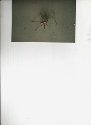 Fotos mas valoradas » Foto de Atilio - Galería: Varios - Fotografía: Araa