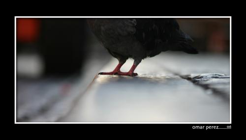 Fotos mas valoradas » Foto de Omar - Galería: Omar nature - Fotografía: confianza