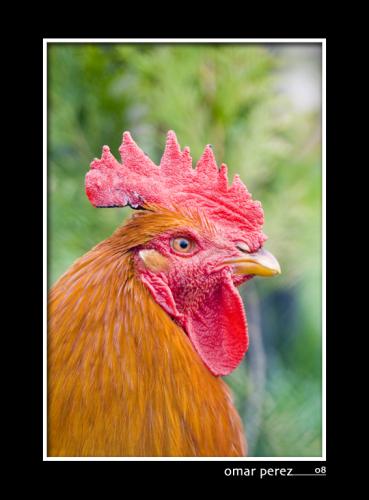 Fotos mas valoradas » Foto de Omar - Galería: Omar nature - Fotografía: capn