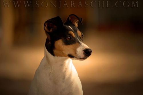 Fotos mas valoradas » Foto de Sonja Rasche - Galería: Perros - Fotografía: Ratonera