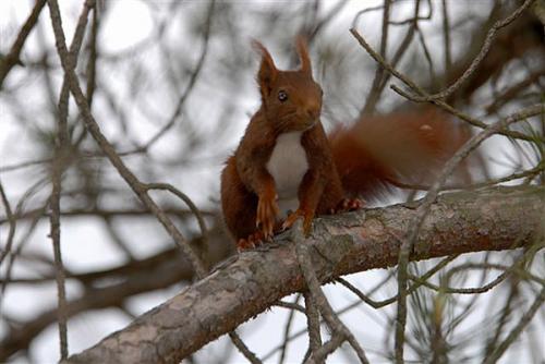 Fotos menos valoradas » Foto de Ruben Perez Llarena - Galería: Ardilla en Castellanos - Fotografía: Ardilla en Castell