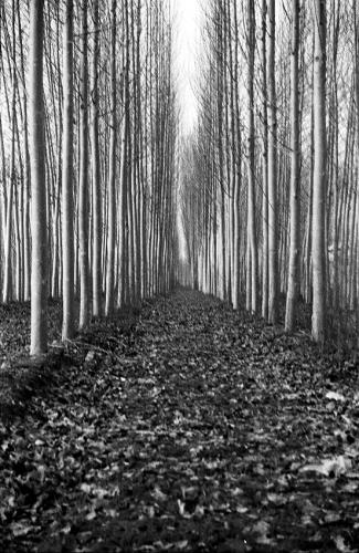 Fotos mas valoradas » Foto de imaginaimagen - Galería: Paisaje - Fotografía: Chopera