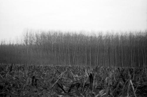 Fotos mas valoradas » Foto de imaginaimagen - Galería: Paisaje - Fotografía: Chopera II