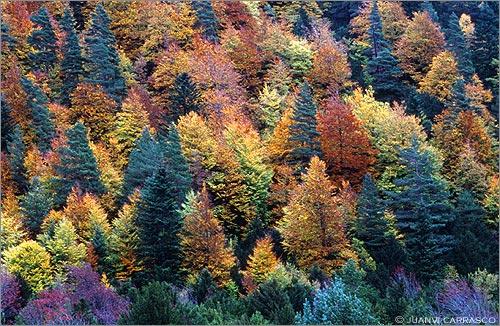 Fotografías mas votadas » Autor: Juanvi Carrasco - Galería: Pirineos - Fotografía: Otoo