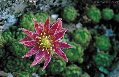 Fotografías mas votadas » Autor: Juanvi Carrasco - Galería: Pirineos - Fotografía: Siempreviva