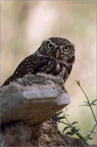 Fotos mas valoradas » Foto de Juanvi Carrasco - Galería: Cabo de Gata - Fotografía: Mochuelo