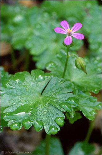 Fotografías mas votadas » Autor: Juanvi Carrasco - Galería: Porfolio - Fotografía: Geranio (Geranium 