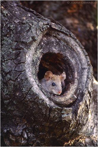 Fotografías mas votadas » Autor: Juanvi Carrasco - Galería: Porfolio - Fotografía: Ratn de campo