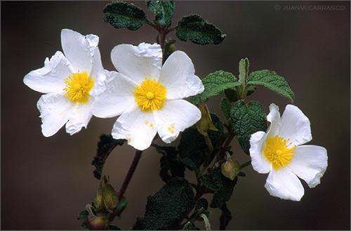 Fotografías mas votadas » Autor: Juanvi Carrasco - Galería: Porfolio - Fotografía: Jaguarzo morisco