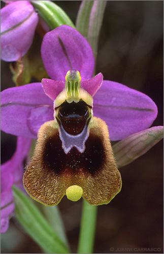 Fotografías mas votadas » Autor: Juanvi Carrasco - Galería: Porfolio - Fotografía: Orqudea