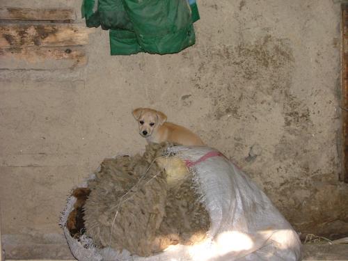 Fotografías mas votadas » Autor: DaBossPlaya - Galería: de viaje - Fotografía: modelo canino