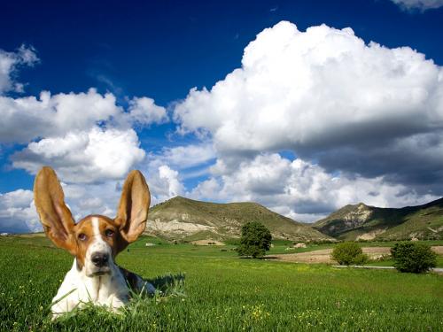 Fotos menos valoradas &raquo; Foto de Chi-K - Galer&iacute;a: Postales Caninas - Fotograf&iacute;a: Campo abierto