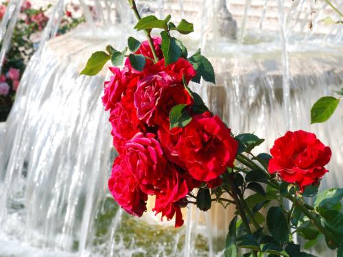 Fotos menos valoradas &raquo; Foto de BLEG SYS. - Galer&iacute;a: ROSAS - Fotograf&iacute;a: rosa