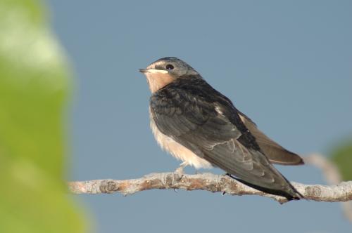 Fotos mas valoradas » Foto de Daniel Magaa - Galería: Viajes - Fotografía: Pajarillo
