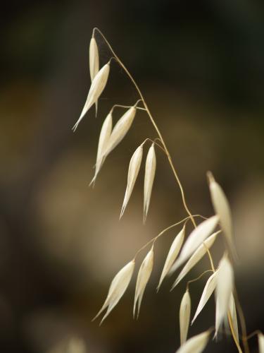 Fotos mas valoradas » Foto de Cranc - Galería: La flora en verano - Fotografía: 