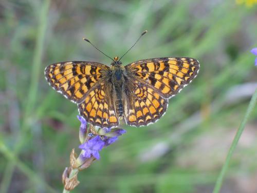 Fotos mas valoradas » Foto de ignasi - Galería: INSECTOS - Fotografía: mariposa 1