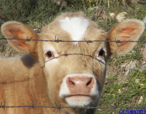 Fotos mas valoradas » Foto de LA FUENTE19 - Galería: LAFUENTE19-2 - Fotografía: 