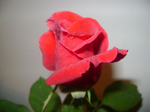 Fotos menos valoradas » Foto de Luna - Galería: Naturaleza - Fotografía: 