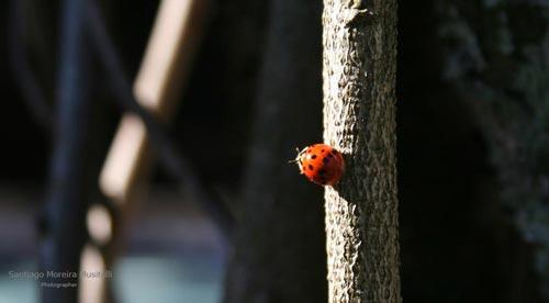 Fotos menos valoradas » Foto de Santiago Moreira Musitelli - Galería: Mi Uruguay - Fotografía: 