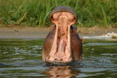 Fotografías mas votadas » Autor: astrolabio - Galería: Uganda nos visit. - Fotografía: Bocazas.