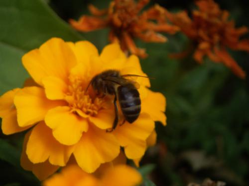 Fotos mas valoradas » Foto de Alvaro - Galería: Natur - Fotografía: Abeja