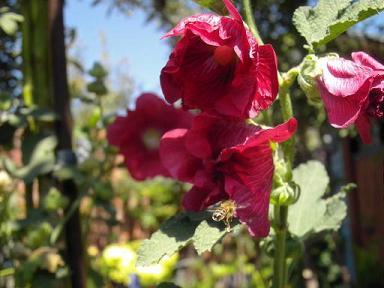 Fotos mas valoradas » Foto de A.Billy - Galería: first one - Fotografía: en vuelo