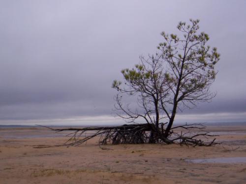 Fotos menos valoradas » Foto de alejandro - Galería: costas uruguayas - Fotografía: arbol solitario