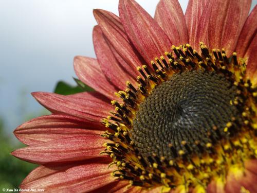 Fotos mas valoradas » Foto de Xan Xe Corral - Galería: Sensacins - Fotografía: Flor de Chelo