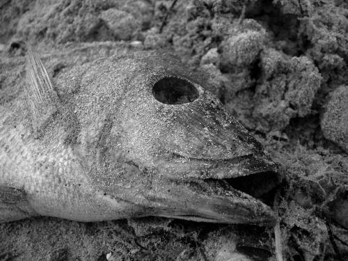 Fotografías mas votadas » Autor: Javier Reynada - Galería: Digital B/N - Fotografía: Pescado