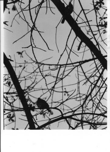 Fotos menos valoradas &raquo; Foto de Atilio - Galer&iacute;a: INICIACION - Fotograf&iacute;a: Palomas