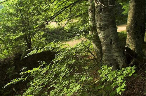 Fotografías mas votadas » Autor: Sin Nombre - Galería: fotos de naturaleza - Fotografía: bosque de hayas en