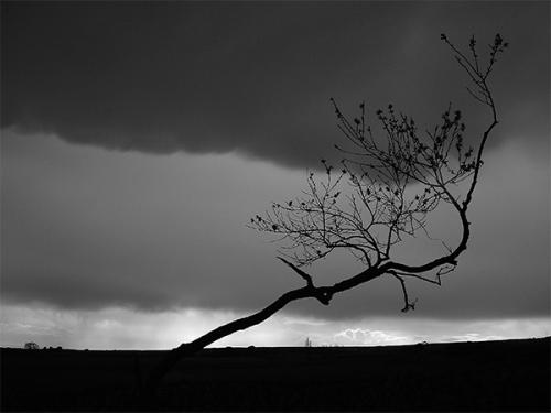 Fotografías mas votadas » Autor: Sin Nombre - Galería: blanco y negro - Fotografía: mi arbol