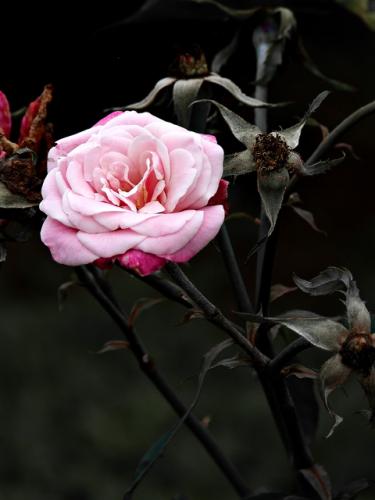 Fotos mas valoradas » Foto de Roberto Garca - Galería: Portfolio01 - Fotografía: Ultima Rosa