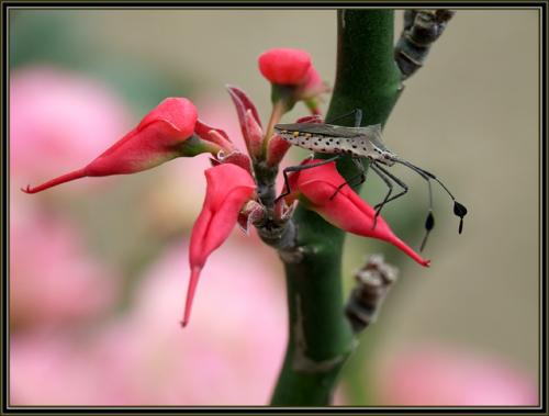 Fotos menos valoradas » Foto de Roberto Garca - Galería: Portfolio01 - Fotografía: La bella y la best