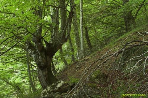 Fotos mas valoradas » Foto de Sin Nombre - Galería: urbasa y urederra - Fotografía: haya en ladera