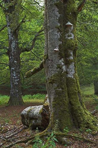 Fotos menos valoradas &raquo; Foto de Sin Nombre - Galer&iacute;a: urbasa y urederra - Fotograf&iacute;a: arbol con yesquero