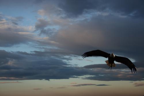 Fotos menos valoradas &raquo; Foto de al garcia - Galer&iacute;a: retratos animales - Fotograf&iacute;a: Aguila Calva